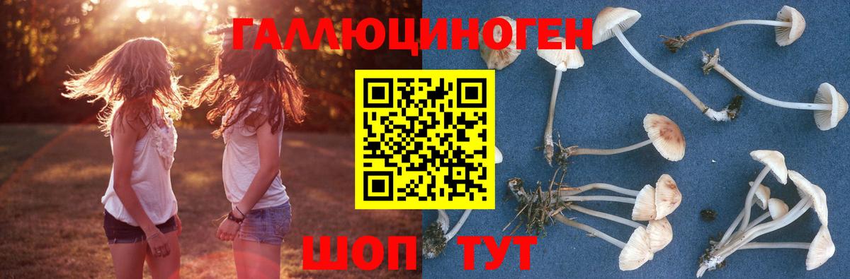 Галлюциногенные грибы ЛСД  Вход с VPN  Луга  Галлюциногенные грибы Psilocybine cubensis 